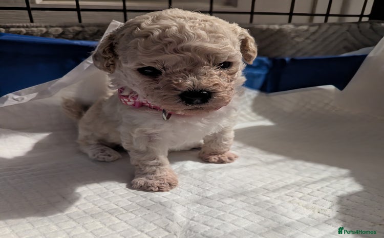 Poochon dogs - Advert 1