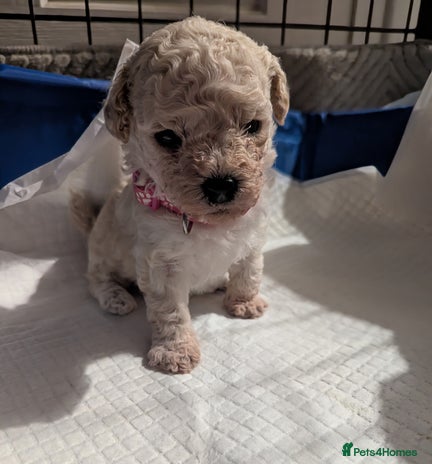 Poochon dogs - Advert 1