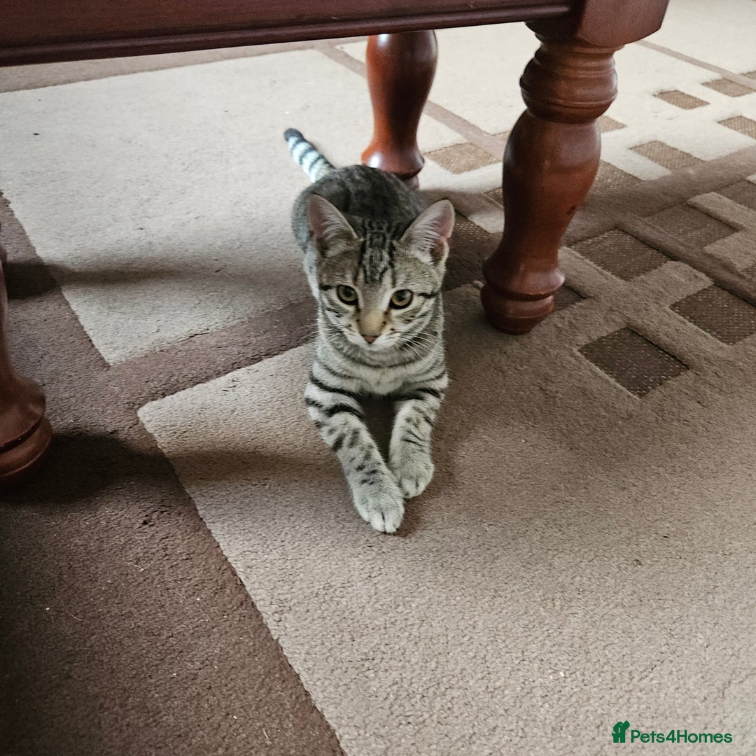 Domestic Shorthair cats for sale: 4 kittens for sale - Image 7