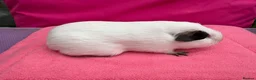 Guinea Pig rodents for sale: Californian & Himalayan - Boars & Sows - Advert 5