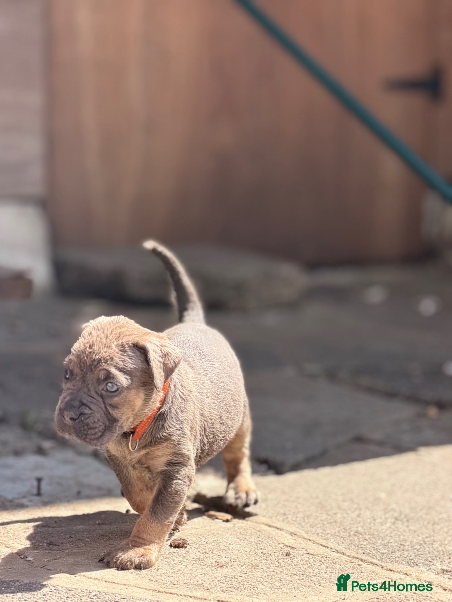 Cane Corso dogs 🐾 Balestra Magica Corso – Litter “K” 🐾 - Advert 2