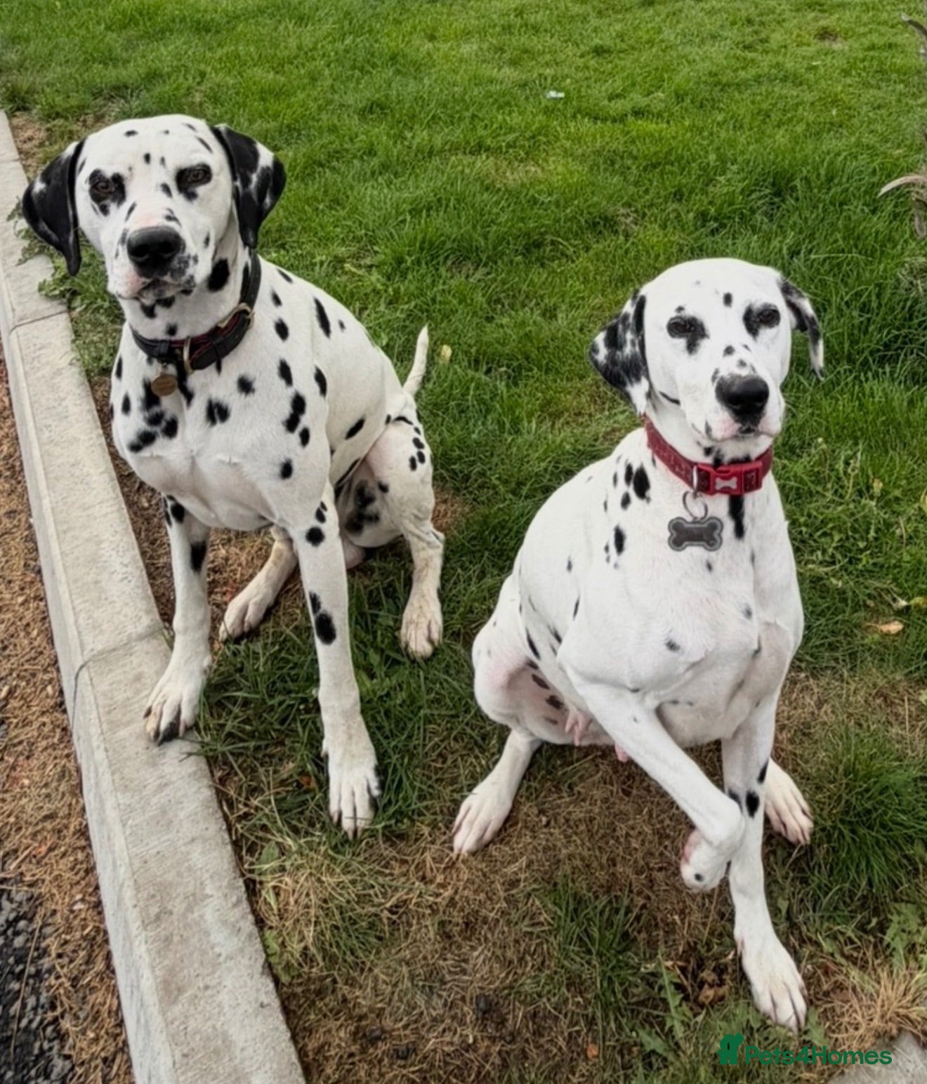 Dalmatian dogs 🏆🐾waiting list Kc litter DUE END SEP 🐾🏆 - Advert 1