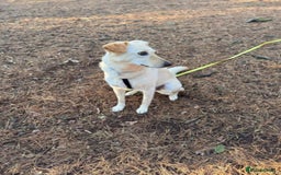 Mixed Breed dogs for adoption: Snow- surrendered by her family after 5 years  - Image 3