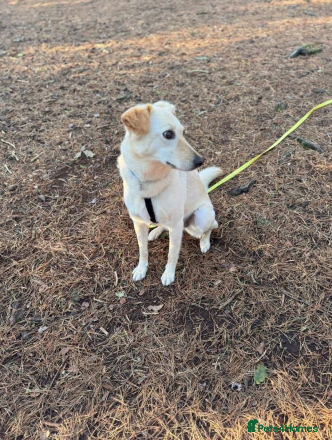 Mixed Breed dogs for adoption: Snow- surrendered by her family after 5 years  - Image 3