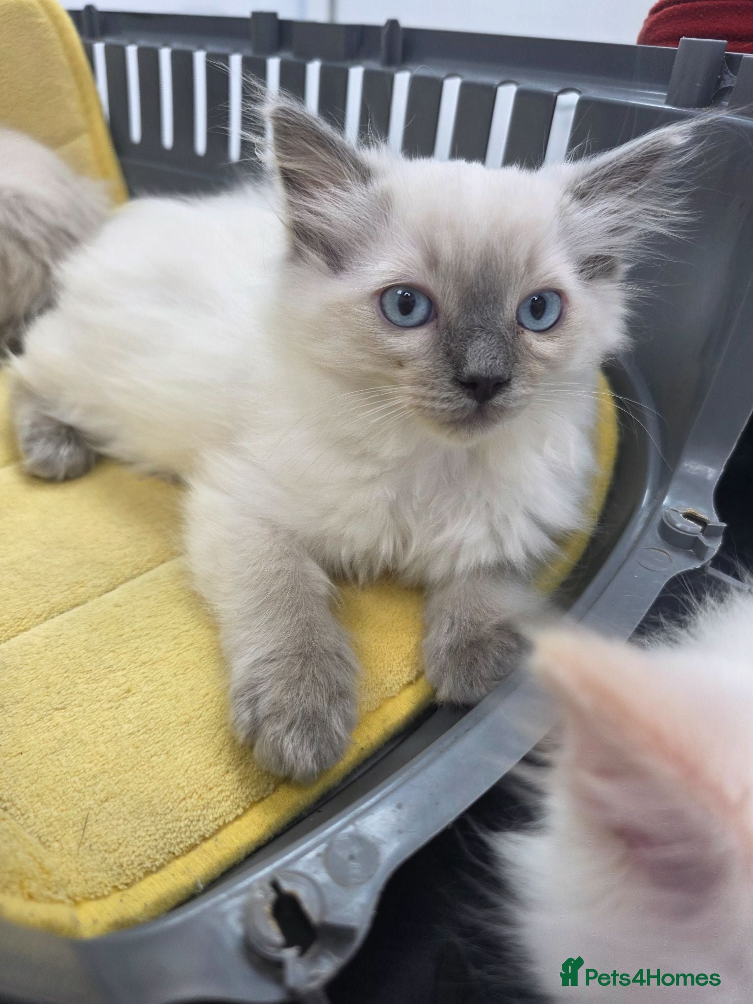 Ragdoll cats Fluffy Ragdolls  - Advert 2