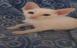 Siamese cats for sale: GCCF - 3 Siamese Boys - Red Point available in Darwen - Image 37