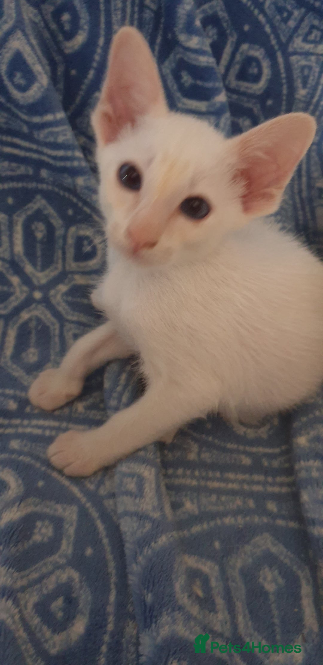 Siamese cats for sale: GCCF - 3 Siamese Boys - Red Point available in Darwen - Image 37