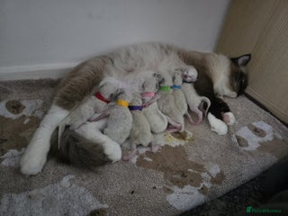 Ragdoll cats Pure Ragdoll Kittens - Advert 1