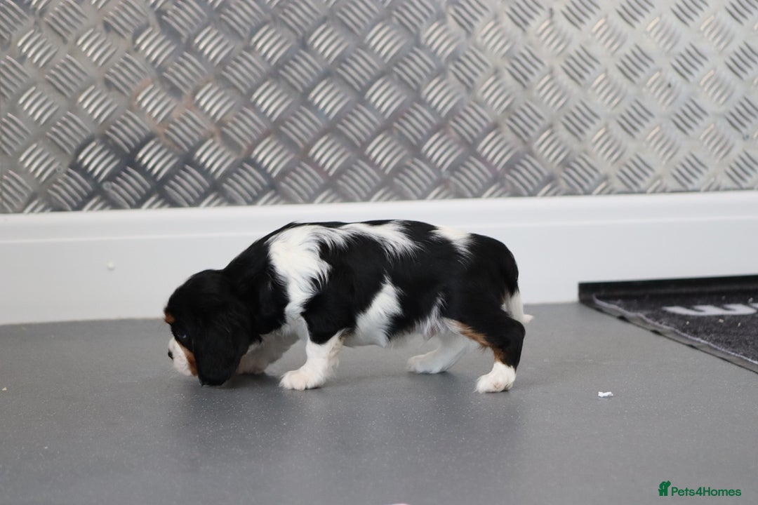 Cavalier King Charles Spaniel dogs for sale: Cavalier King Charles Puppies for sale - Advert 21