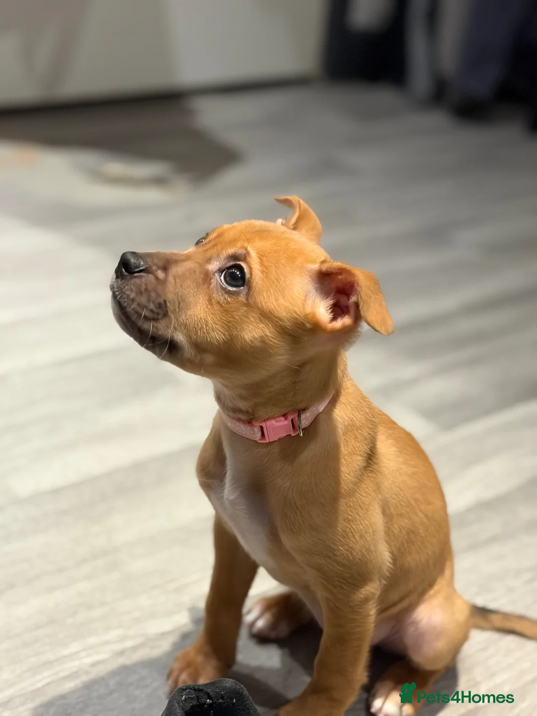 Mixed Breed dogs for sale: border collie x staffy girl - Advert 2