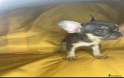 French Bulldog dogs for sale: 🐾 French Bulldog Puppies for Sale - Image 5