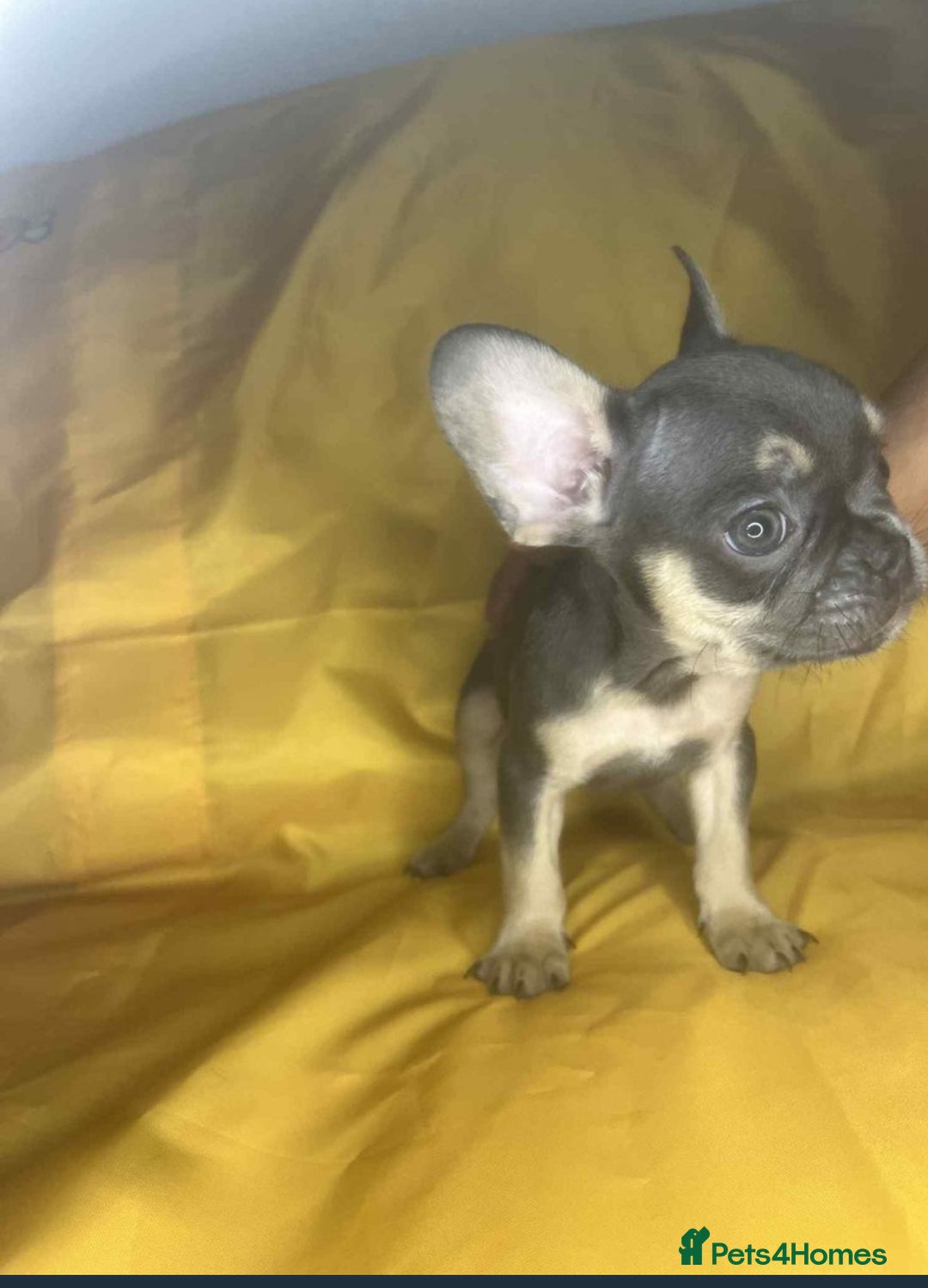 French Bulldog dogs for sale: 🐾 French Bulldog Puppies for Sale - Image 5
