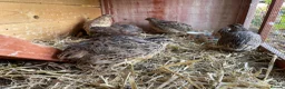 Quail poultry for sale: Quail 4 female 2 male - Advert 7
