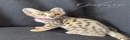 Savannah cats for sale: Excellent Quality Tica Registered Purebred kittens - Advert 17