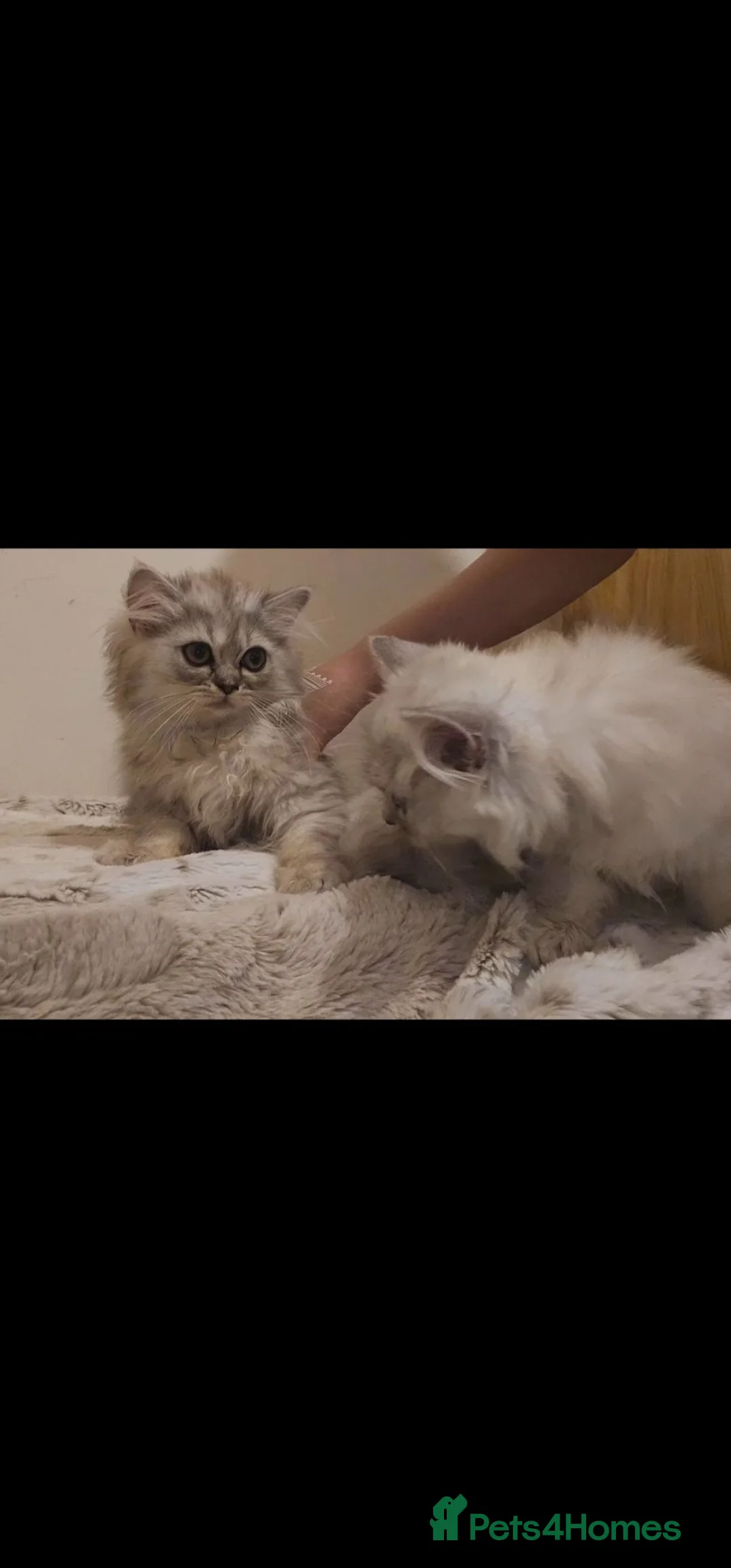 Persian cats for sale: 2 Beautiful Persian Chinchilla kittens for sale - Advert 2