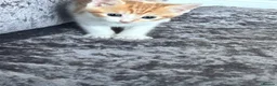 Domestic Shorthair cats for sale: Adorable domestic shorthair kittens  - Advert 4