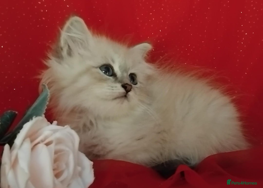 Siberian cats for sale: Siberian kittens for sale  - Image 7
