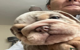 English Bulldog dogs for sale: English Bulldogs  - Image 34