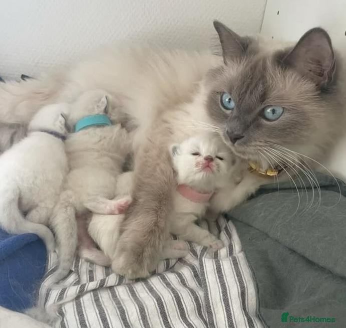 Ragdoll cats Fluffy Little Treasures Ready to Bring Joy to You - Advert 4