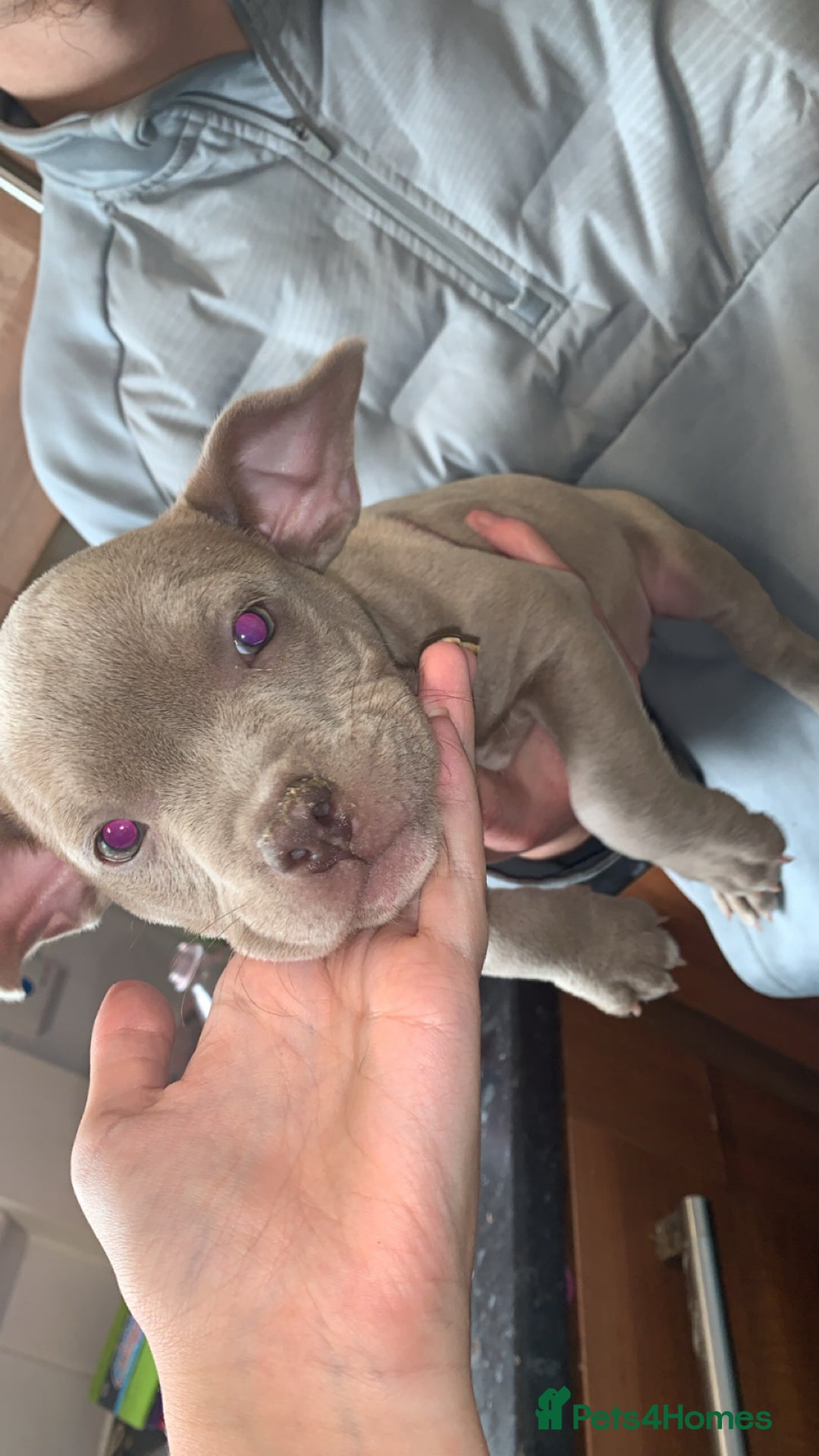 American Bully dogs for sale: Micro / pocket bully’s  - Image 5