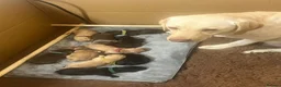 Cockerdor dogs for sale: Beautiful Cockerdor Puppies 🐶  - Advert 4