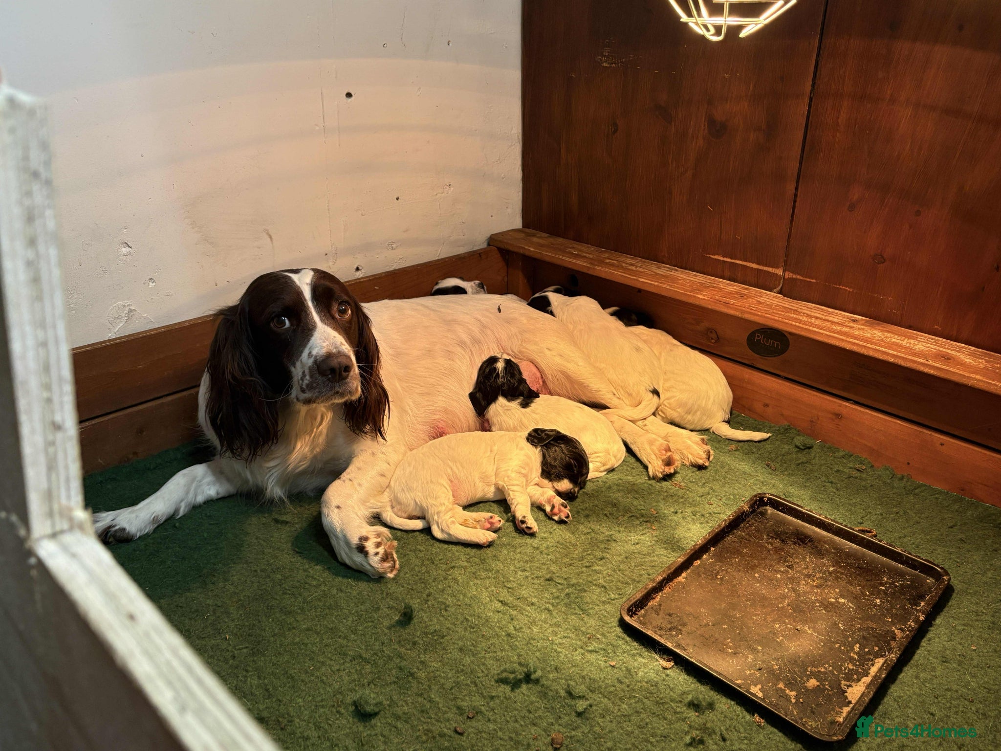 Sprocker dogs for sale: Beautiful F1 Working Line Sprocker Spaniel Puppies - Advert 1