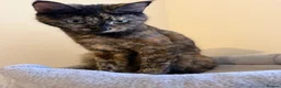 Domestic Shorthair cats for sale: 🐾♥️Meet Chocolate, Our Beautiful, Sweet Girl!♥️🐾 - Advert 6