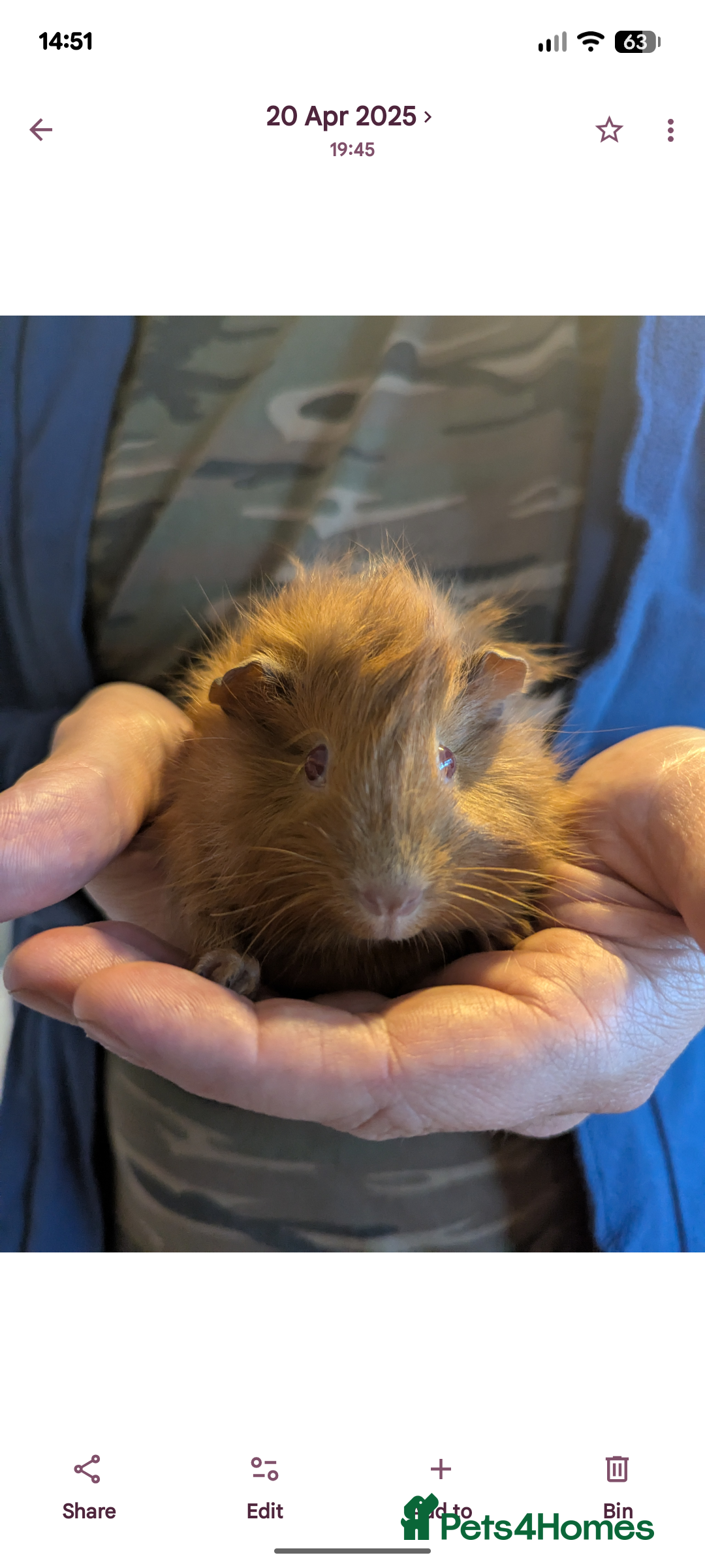 Guinea Pig rodents for sale: 4x girl guinea pigs and everything needed  - Advert 2