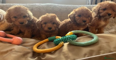 Cockapoo dogs - Advert 14