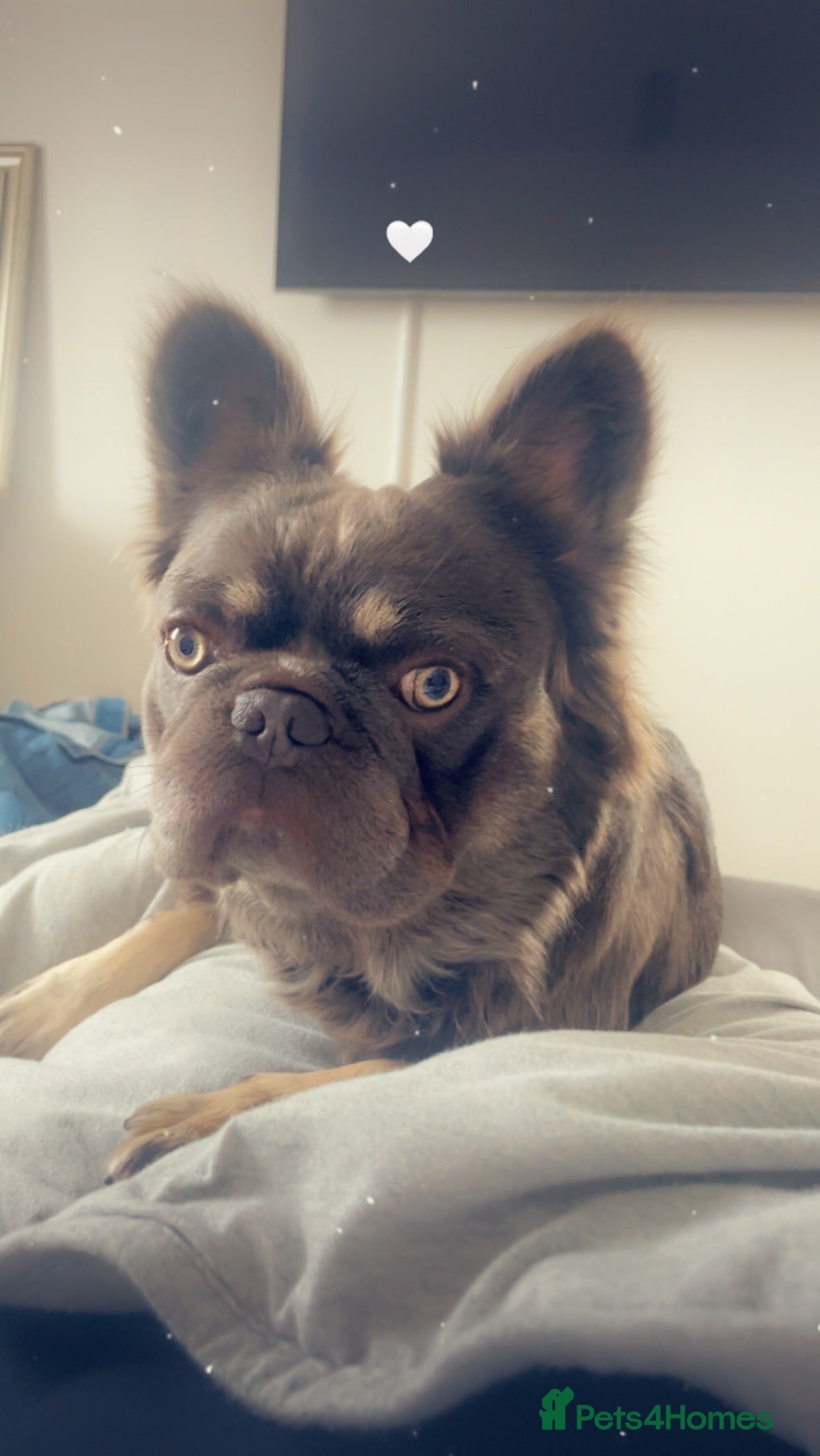 French Bulldog dogs Reggie  - Advert 12