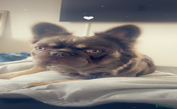 French Bulldog dogs - Advert 1