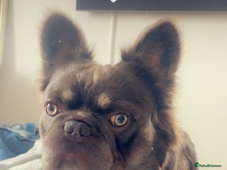 French Bulldog dogs - Advert 33