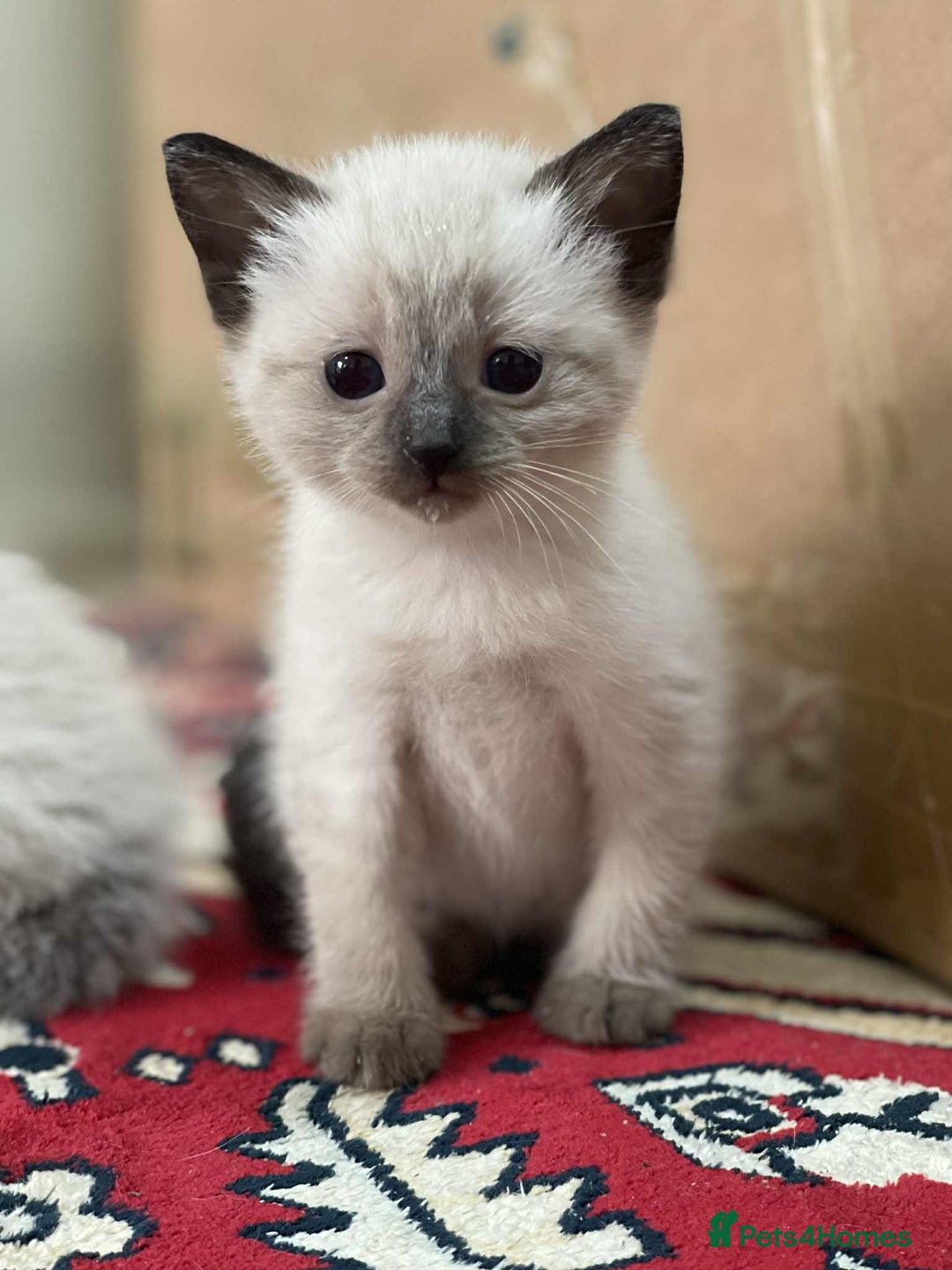 Ragdoll cats for sale: stunning kittens  - Image 6