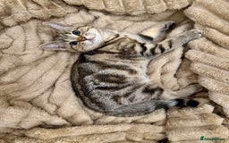 British Shorthair cats for sale: READY LONDON RARE 2 PAIRS - Advert 4