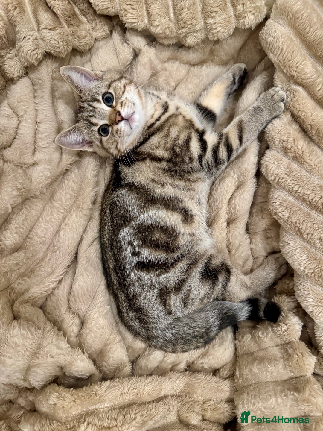 British Shorthair cats for sale: READY LONDON RARE 2 PAIRS - Advert 4