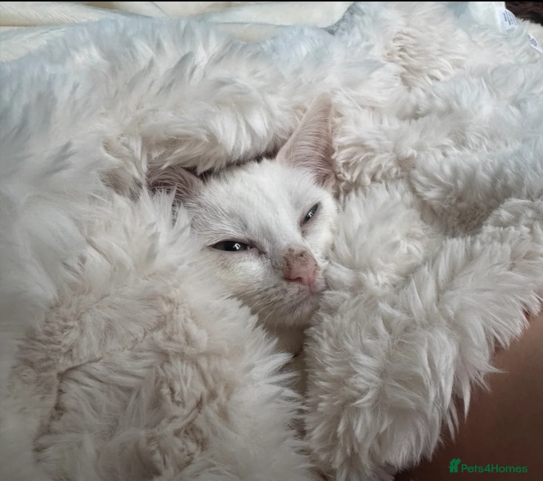 Mixed Breed cats for sale: beautiful white kitten - Advert 2