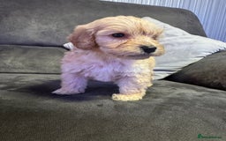 Cockapoo dogs for sale: Apricot Cockapoo Puppies  - Image 6