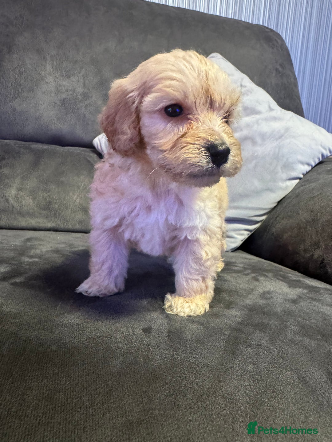 Cockapoo dogs for sale: Apricot Cockapoo Puppies  - Image 6