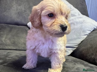 Cockapoo dogs Apricot Cockapoo Puppies - Advert 6