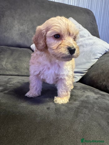 Cockapoo dogs - Advert 7