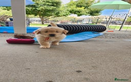Golden Retriever dogs for sale: Golden retriever pups 5 girls and 4 boy available - Image 16