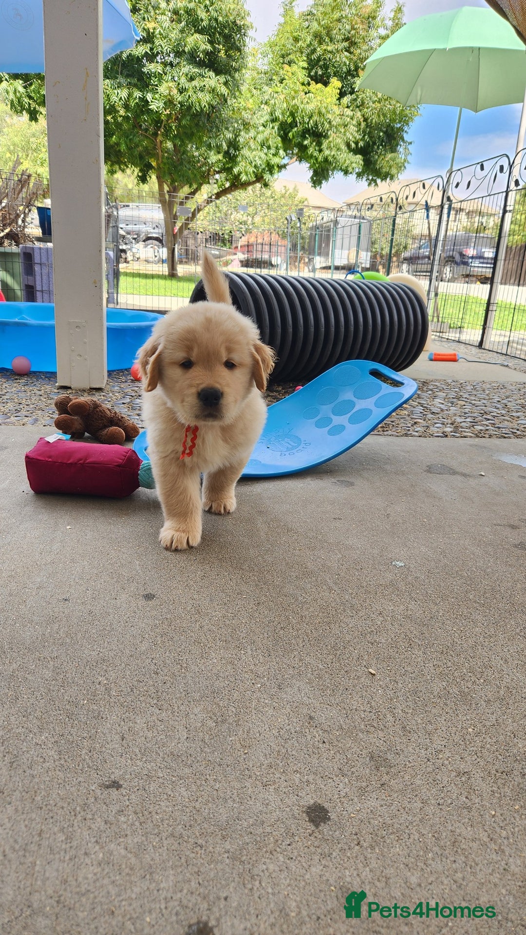 Golden Retriever dogs for sale: Golden retriever pups 5 girls and 4 boy available - Image 16
