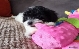 Cockapoo dogs for sale: Fully Vaccinated Best Friend Sofa Companions 🥰   - Image 29