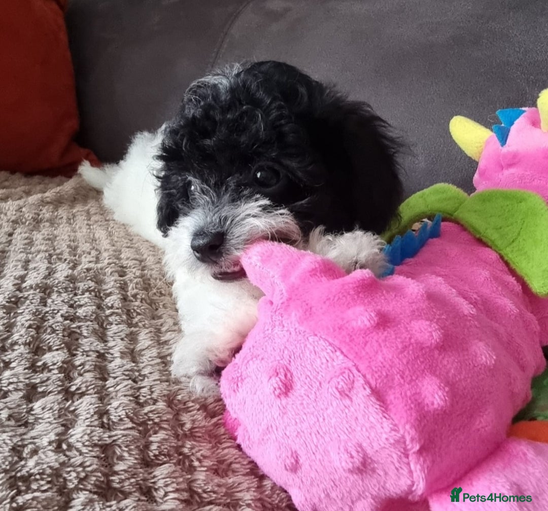 Cockapoo dogs for sale: Fully Vaccinated Best Friend Sofa Companions 🥰   - Image 29
