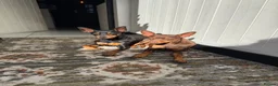 Miniature Pinscher dogs for sale: STUNNING father & daughter min pins  - Advert 1