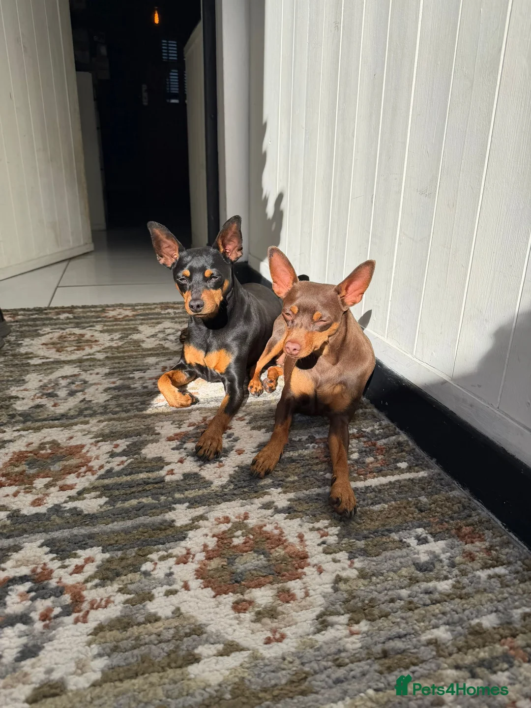 Miniature Pinscher dogs for sale: STUNNING father & daughter min pins  - Advert 1