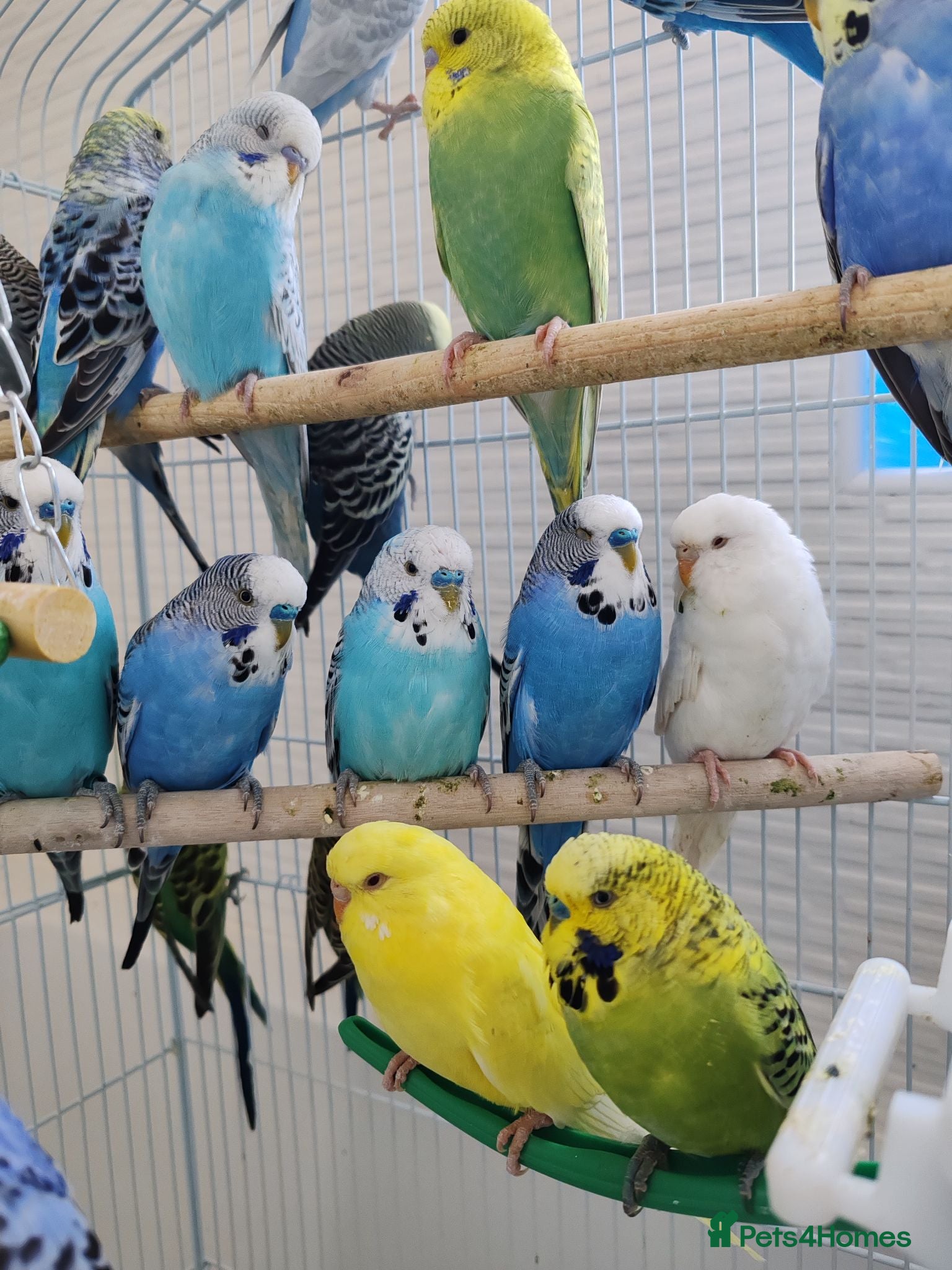 Budgerigars birds Budgies 2 and 4 Months old  - Advert 6