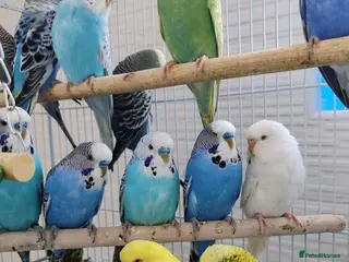Budgerigars birds Budgies 2 and 4 Months old - Advert 6