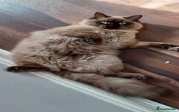 Ragdoll cats for sale: Meet Boo - Image 1