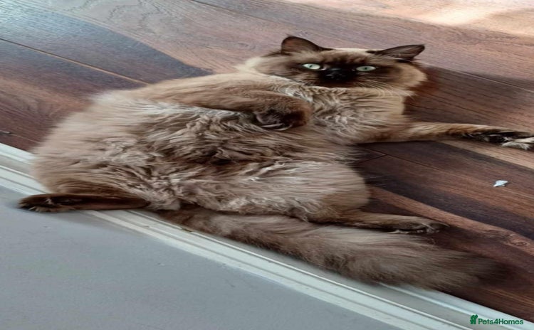 Ragdoll cats - Advert 1
